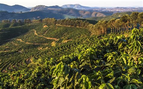  The Traveler's Guide To Brazilian Coffee: A Surreal Journey Through Bean-Scented Landscapes!